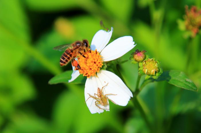 春天－蜜蜂事雜談
